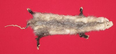 Picture of this lot Tanned Taxidermy Opossum Hides, Furs, Pelts, Skins