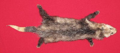 Picture of this lot Tanned Taxidermy Opossum Hides, Furs, Pelts, Skins