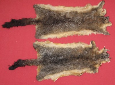 Picture of this lot Tanned Furs - Australian Opossum