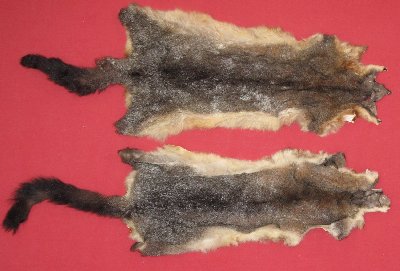 Picture of this lot Tanned Furs - Australian Opossum