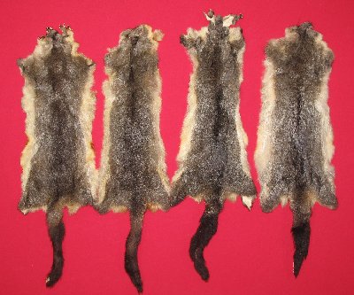 Picture of this lot Tanned Furs - Australian Opossum