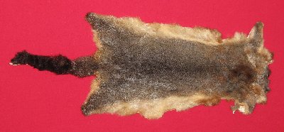 Picture of this lot Tanned Furs - Australian Opossum