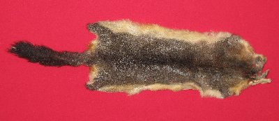 Picture of this lot Tanned Furs - Australian Opossum