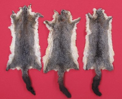 Picture of this lot Tanned Furs - Australian Opossum