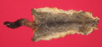 Picture of this lot Tanned Furs - Australian Opossum