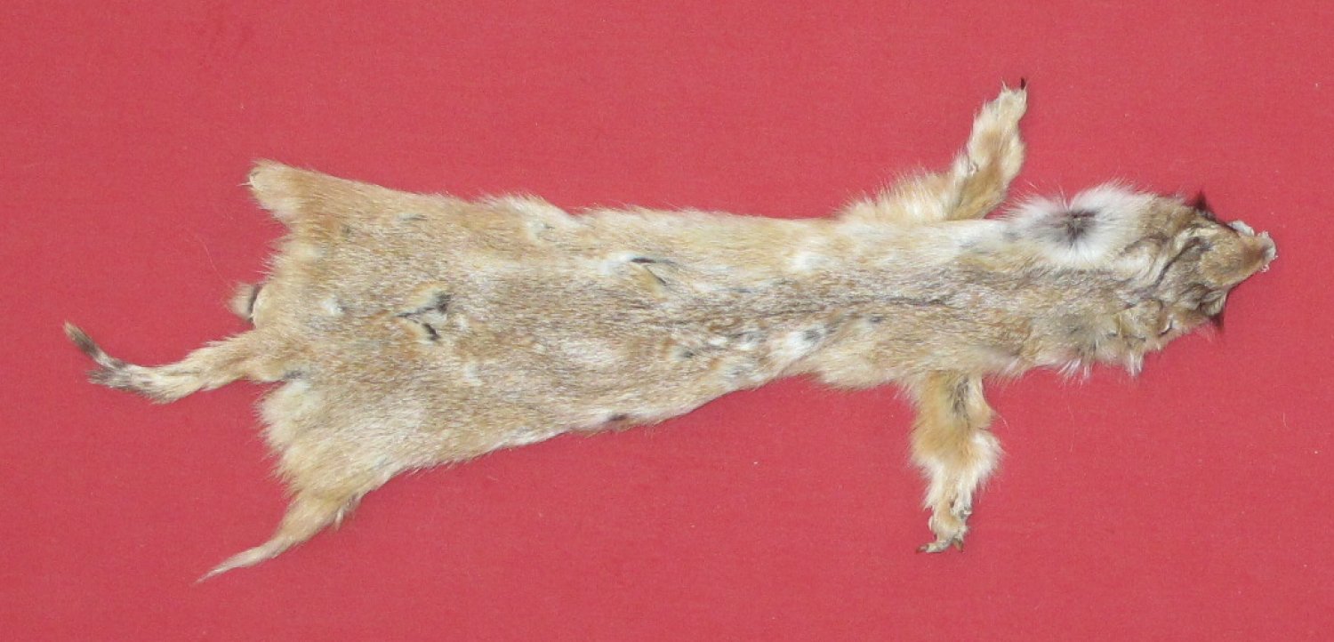 Tanned Furs PRAIRIE DOG (72400038)