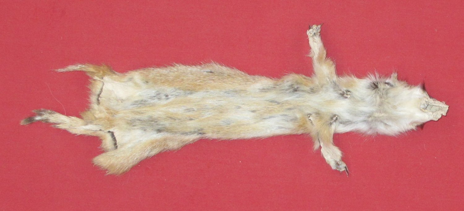 Tanned Furs PRAIRIE DOG (72400038)