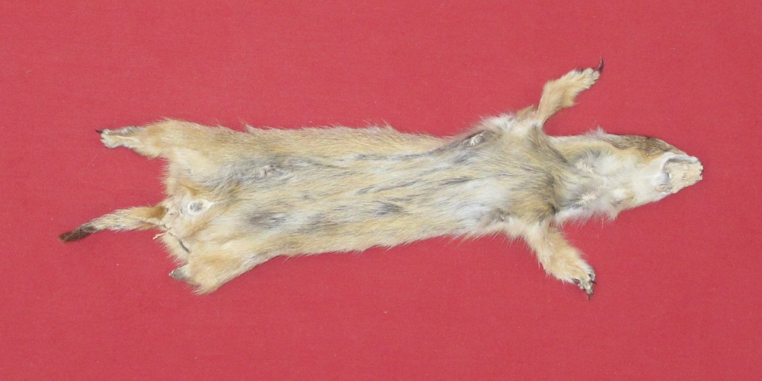 Tanned Furs PRAIRIE DOG (72400040)