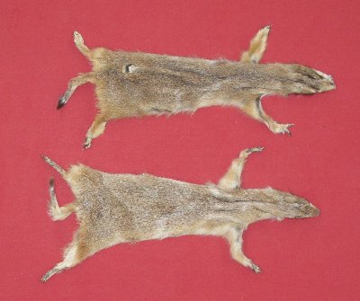 Picture of this lot Tanned Prairie Dog Hides, Furs, Pelts, Skins