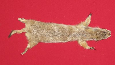 Picture of this lot Tanned Prairie Dog Hides, Furs, Pelts, Skins