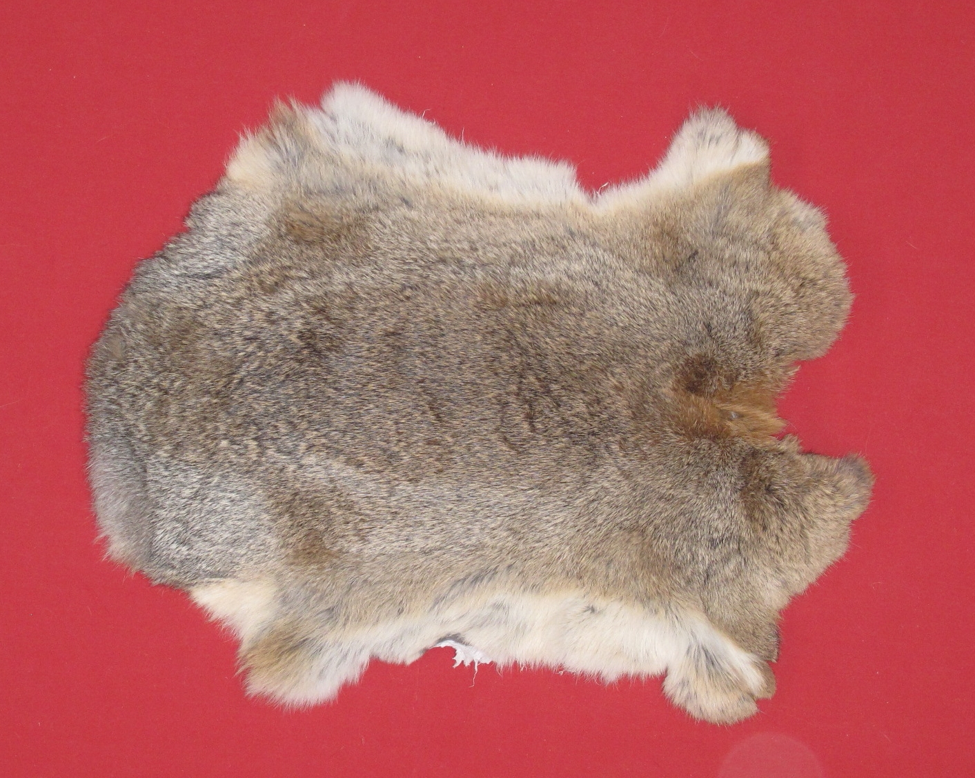 Tanned Furs : DOMESTIC RABBIT (7250-0016) : hideandfur.com