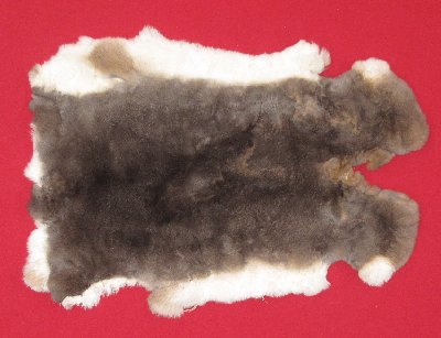 Picture of this lot Tanned Rex Rabbit Hides, Furs, Pelts, Skins