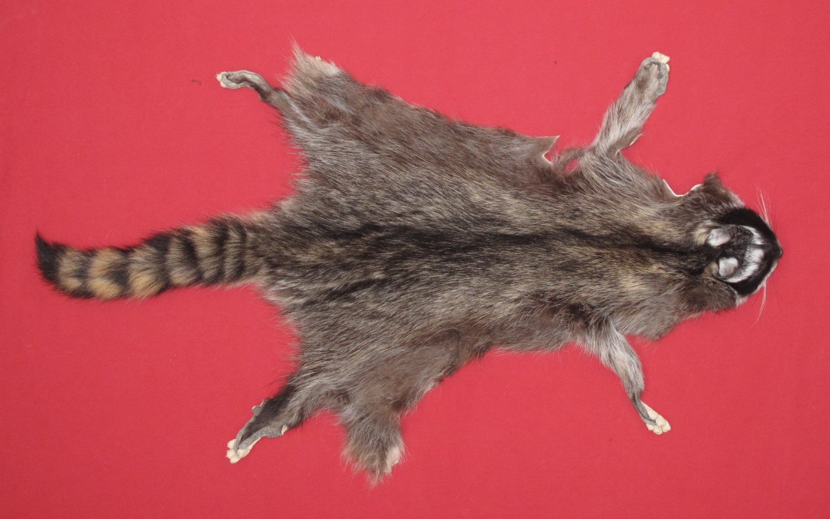 Tanned Furs : RACCOON (7270-1662) : hideandfur.com