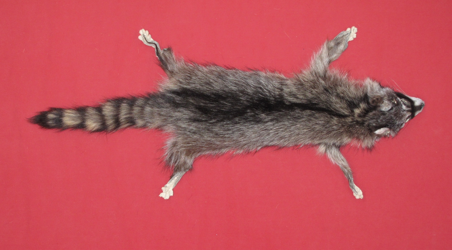 Tanned Furs : RACCOON (7270-1926) : hideandfur.com