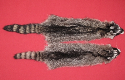 Tanned Raccoon Hide - Small, Split Open Pelt Fur With Green Tag