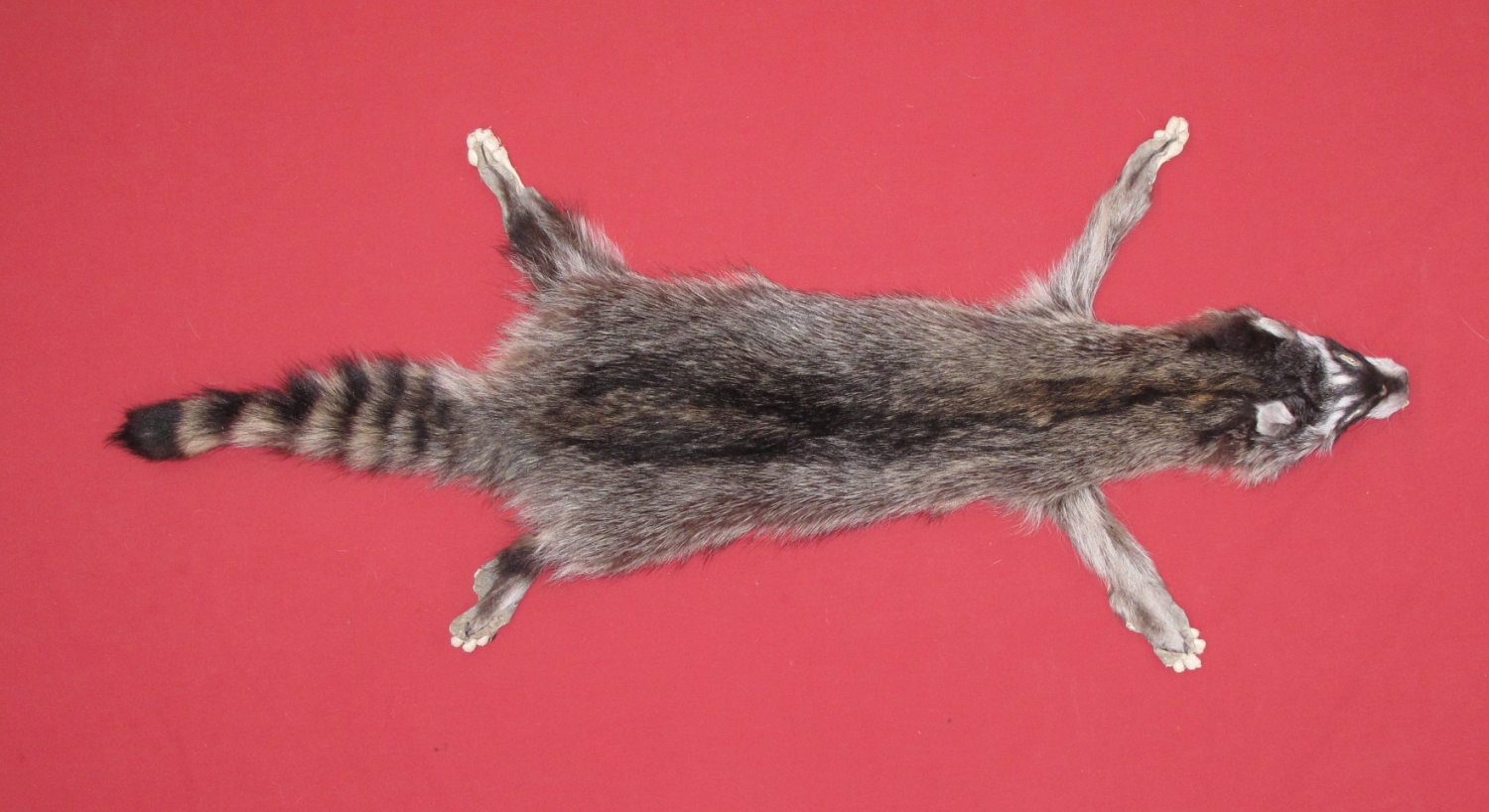 How to properly tan a racoon hide using the brain tan method