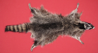 Tanned Raccoon Hides, Pelts, Skins for sale by www.hideandfur.com