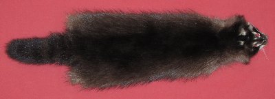 Picture of this lot Tanned Raccoon Hides, Pelts, Skins