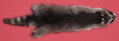 Picture of this lot Tanned Raccoon Hides, Pelts, Skins