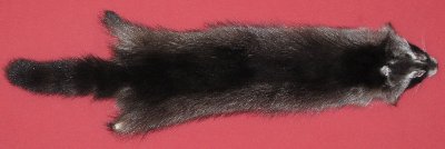 Picture of this lot Tanned Raccoon Hides, Pelts, Skins