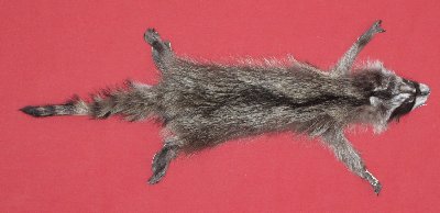 Picture of this lot Tanned Raccoon Hides, Pelts, Skins
