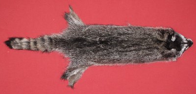 Picture of this lot Tanned Raccoon Hides, Pelts, Skins