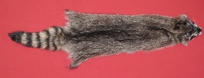Picture of this lot Tanned Raccoon Hides, Pelts, Skins