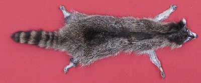 Picture of this lot Tanned Raccoon Hides, Pelts, Skins
