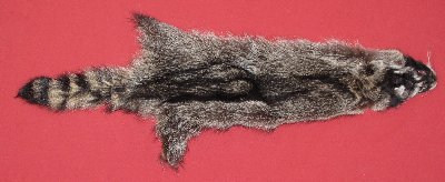 Picture of this lot Tanned Raccoon Hides, Pelts, Skins