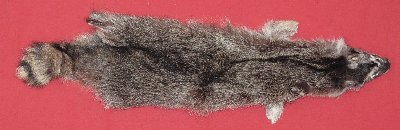 Picture of this lot Tanned Raccoon Hides, Pelts, Skins