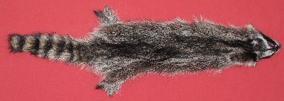 Picture of this lot Tanned Raccoon Hides, Pelts, Skins