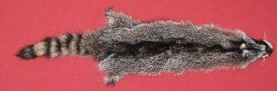 Picture of this lot Tanned Raccoon Hides, Pelts, Skins