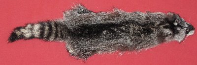 Picture of this lot Tanned Raccoon Hides, Pelts, Skins