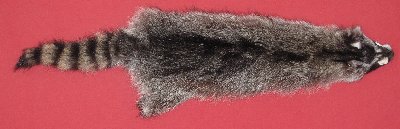 Picture of this lot Tanned Raccoon Hides, Pelts, Skins