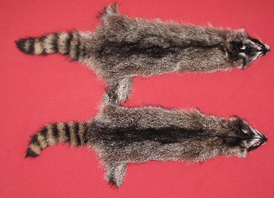 Picture of this lot Tanned Raccoon Hides, Pelts, Skins