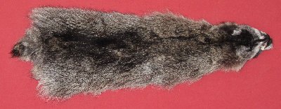 Picture of this lot Tanned Raccoon Hides, Pelts, Skins