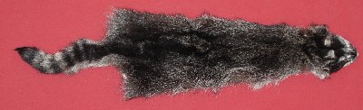 Picture of this lot Tanned Raccoon Hides, Pelts, Skins