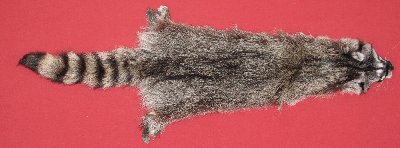 Picture of this lot Tanned Raccoon Hides, Pelts, Skins