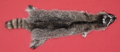 Picture of this lot Tanned Raccoon Hides, Pelts, Skins