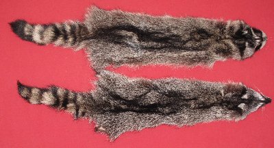 Picture of this lot Tanned Raccoon Hides, Pelts, Skins
