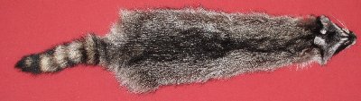 Picture of this lot Tanned Raccoon Hides, Pelts, Skins