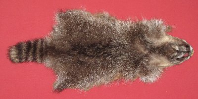 Picture of this lot Tanned Raccoon Hides, Pelts, Skins