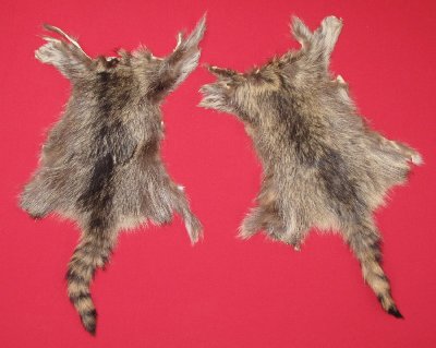 Picture of this lot Tanned Raccoon Hides, Pelts, Skins