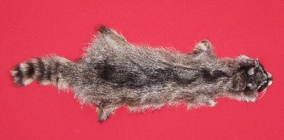 Picture of this lot Tanned Raccoon Hides, Pelts, Skins