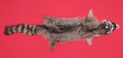 Picture of this lot Tanned Raccoon Hides, Pelts, Skins