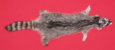 Picture of this lot Tanned Raccoon Hides, Pelts, Skins