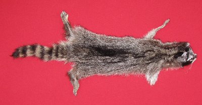 Picture of this lot Tanned Raccoon Hides, Pelts, Skins