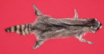 Picture of this lot Tanned Raccoon Hides, Pelts, Skins