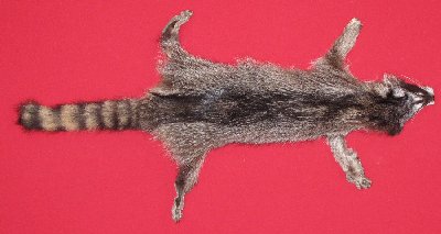 Picture of this lot Tanned Raccoon Hides, Pelts, Skins