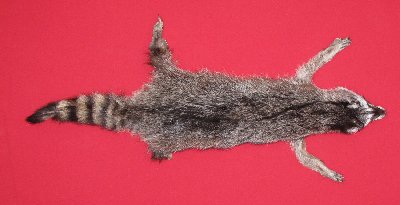 Picture of this lot Tanned Raccoon Hides, Pelts, Skins